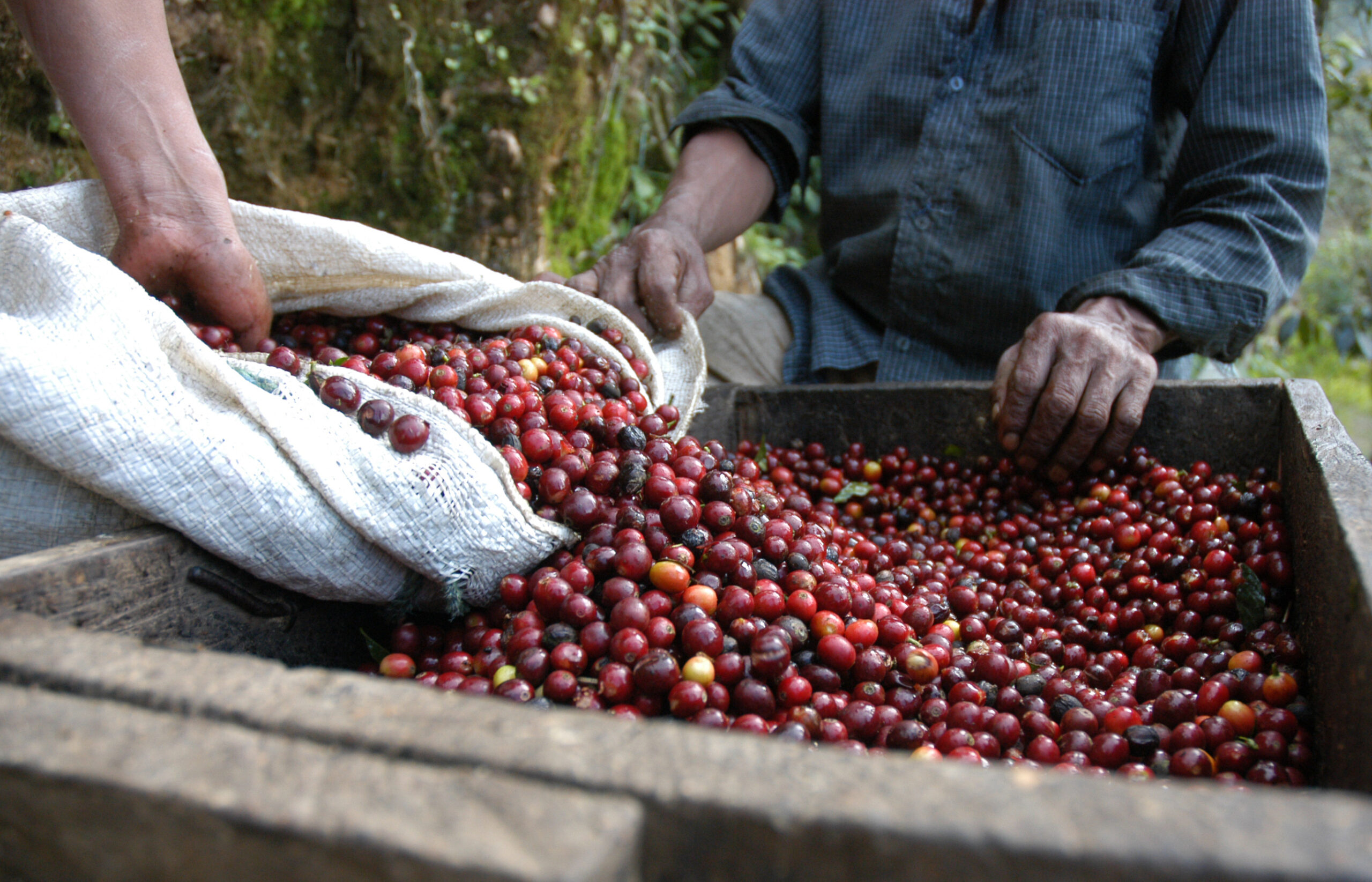 london-based-coffee-trade-house-going-from-strength-to-strength-with