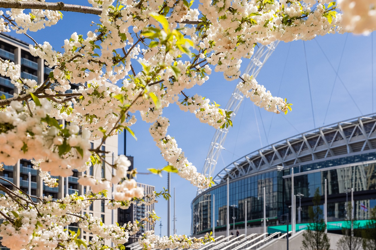 Where to see cherry blossom in London this spring London TV