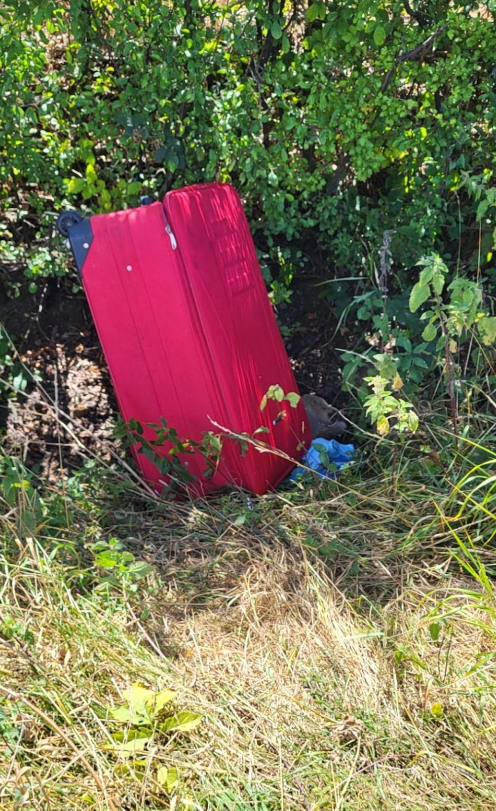 RSPCA appeal after dead dog found in suitcase on Barnet bridleway ...